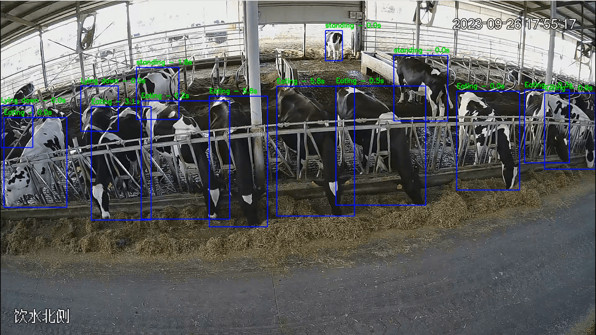 Cattle AI monitoring system