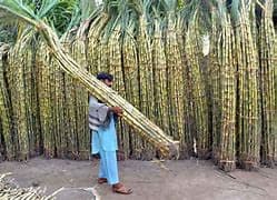 Sugarcane & Cotton